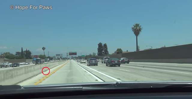 Guidano in autostrada, ma nell’auto davanti succede qualcosa di terribile [VIDEO]