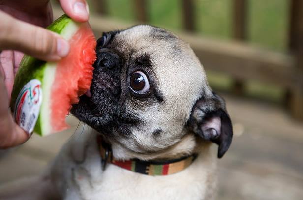 I cani possono mangiare il cocomero? Ecco la verità