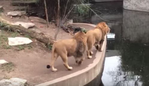 Il leone cade nell’acqua: la miglior reazione di sempre [VIDEO]