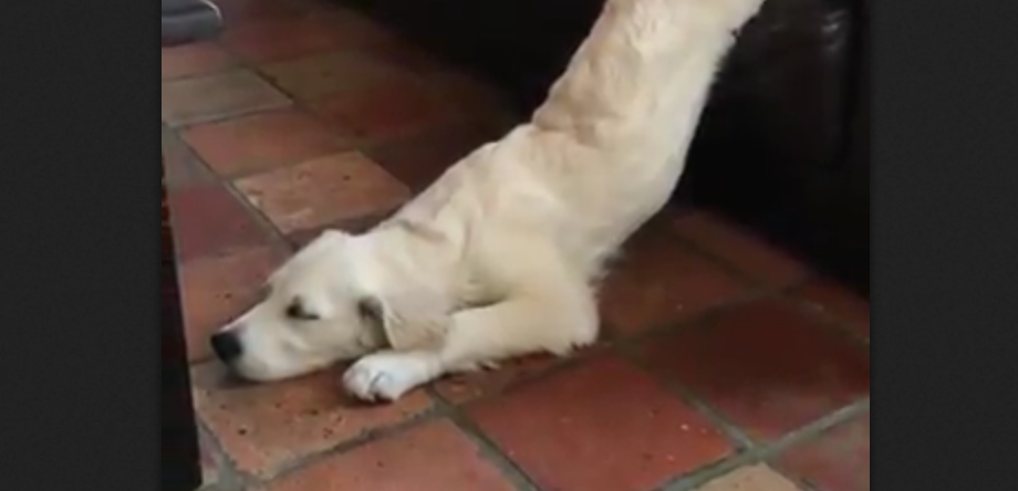 Il cane più pigro del mondo: ecco come scende dal divano [VIDEO]