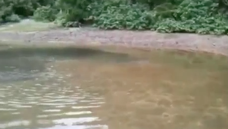 Misteriosa creatura nuota in un fiume: di cosa si tratta? [VIDEO]