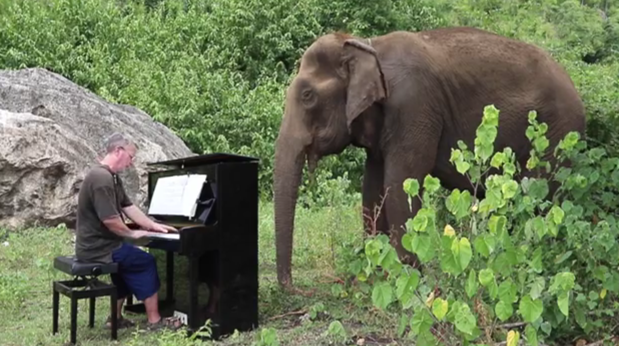 Suona il pianoforte a un elefante: il motivo è commovente [VIDEO]