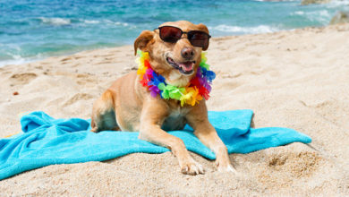 Animali e proprietari in vacanza: 10 consigli per stare bene