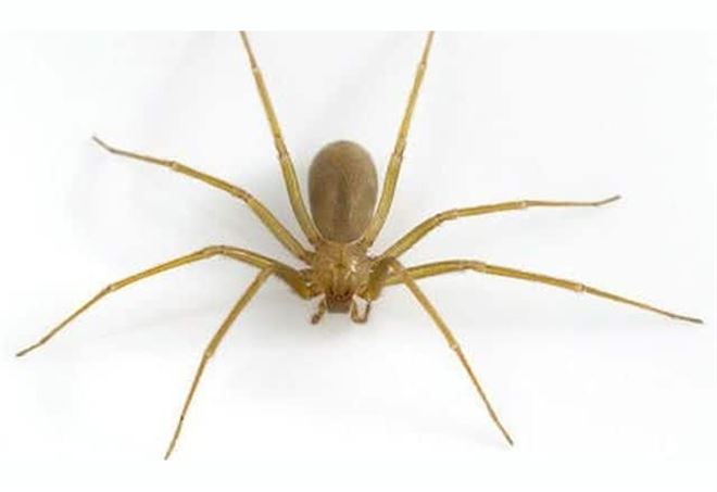 Attenzione: se vedete questo ragno non toccatelo [FOTO]