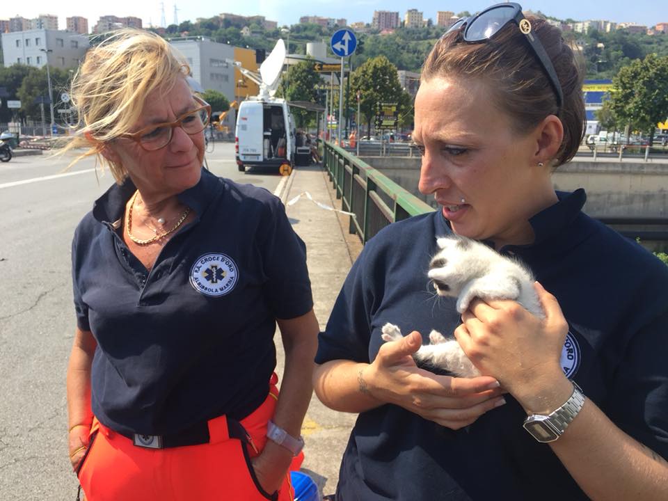 Miracolo a Genova: dopo 8 giorni estratti 2 gattini dalle macerie del ponte Moranti [FOTO]