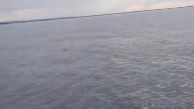 Turisti incontrano una balena in mare: quello che succede è incredibile [VIDEO]