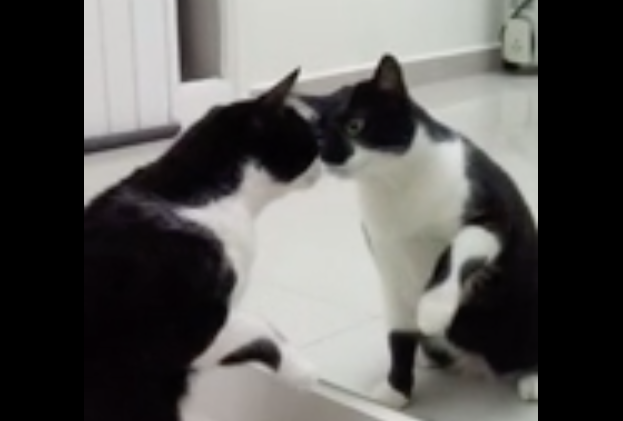 Il gatto si guarda allo specchio: la reazione è da vedere [VIDEO]