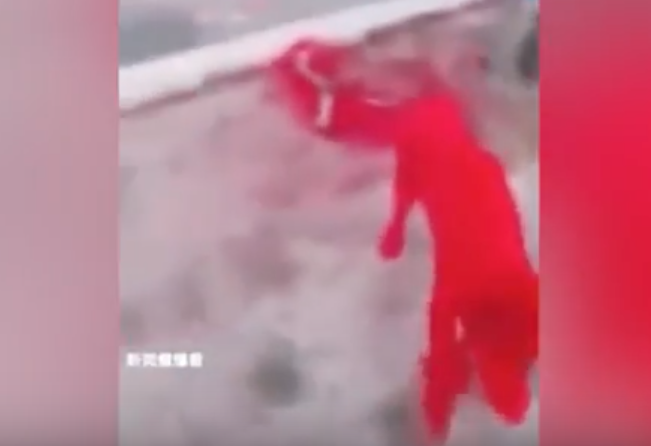 Dipingono il cane di rosso: l’orribile “scherzo” di un gruppo di operai [VIDEO]