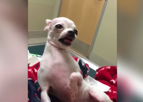 Il video del Chihuahua diventa virale: il motivo è sconvolgente