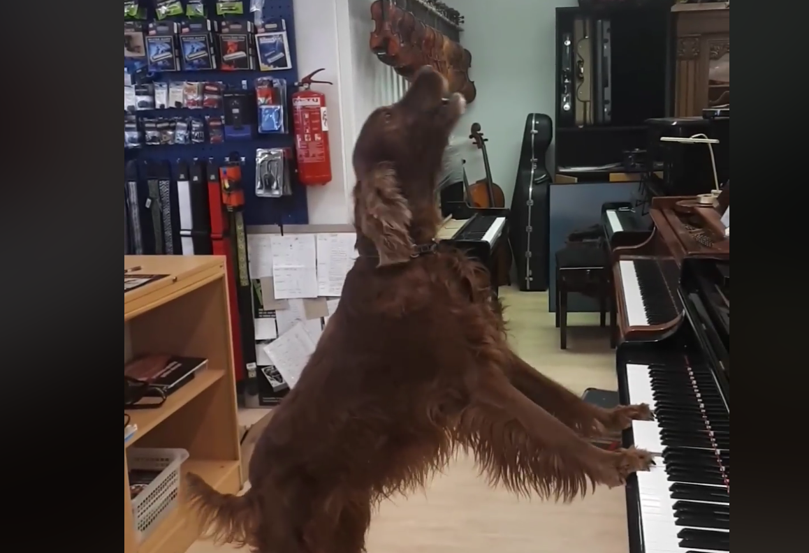 Il cane canta mentre suona il piano: il risultato è fenomenale [VIDEO]