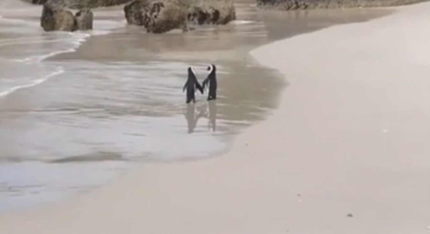 La passeggiata romantica di 2 pinguini: il video più dolce di sempre
