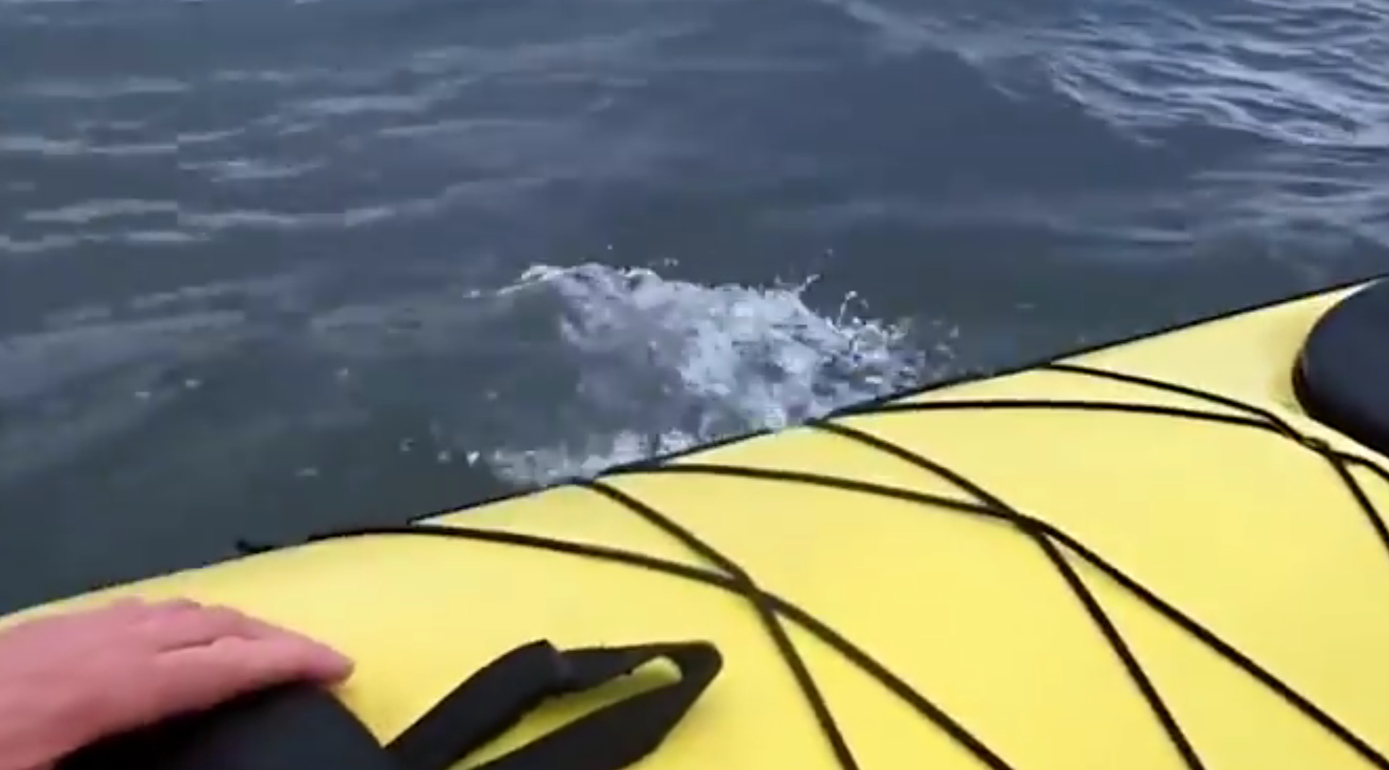 Esce a fare un giro in kayak: quello che succede dopo è scioccante [VIDEO]