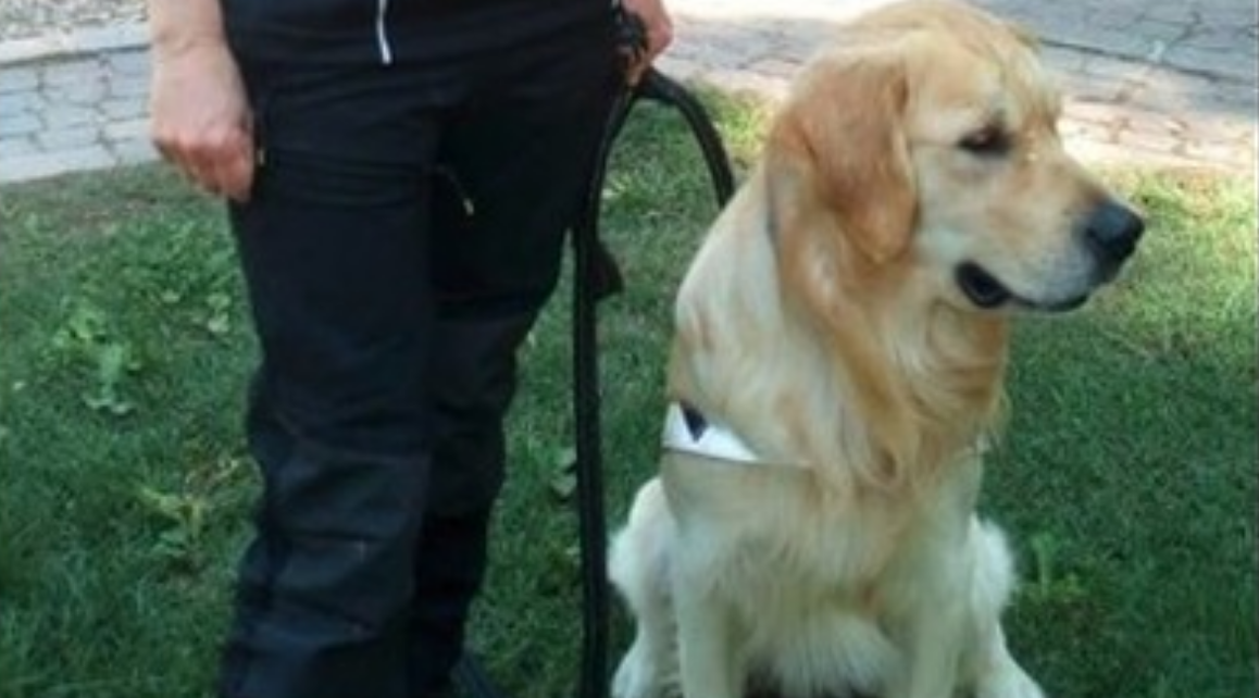 Ucciso Buddy, cane da soccorso: è stato avvelenato