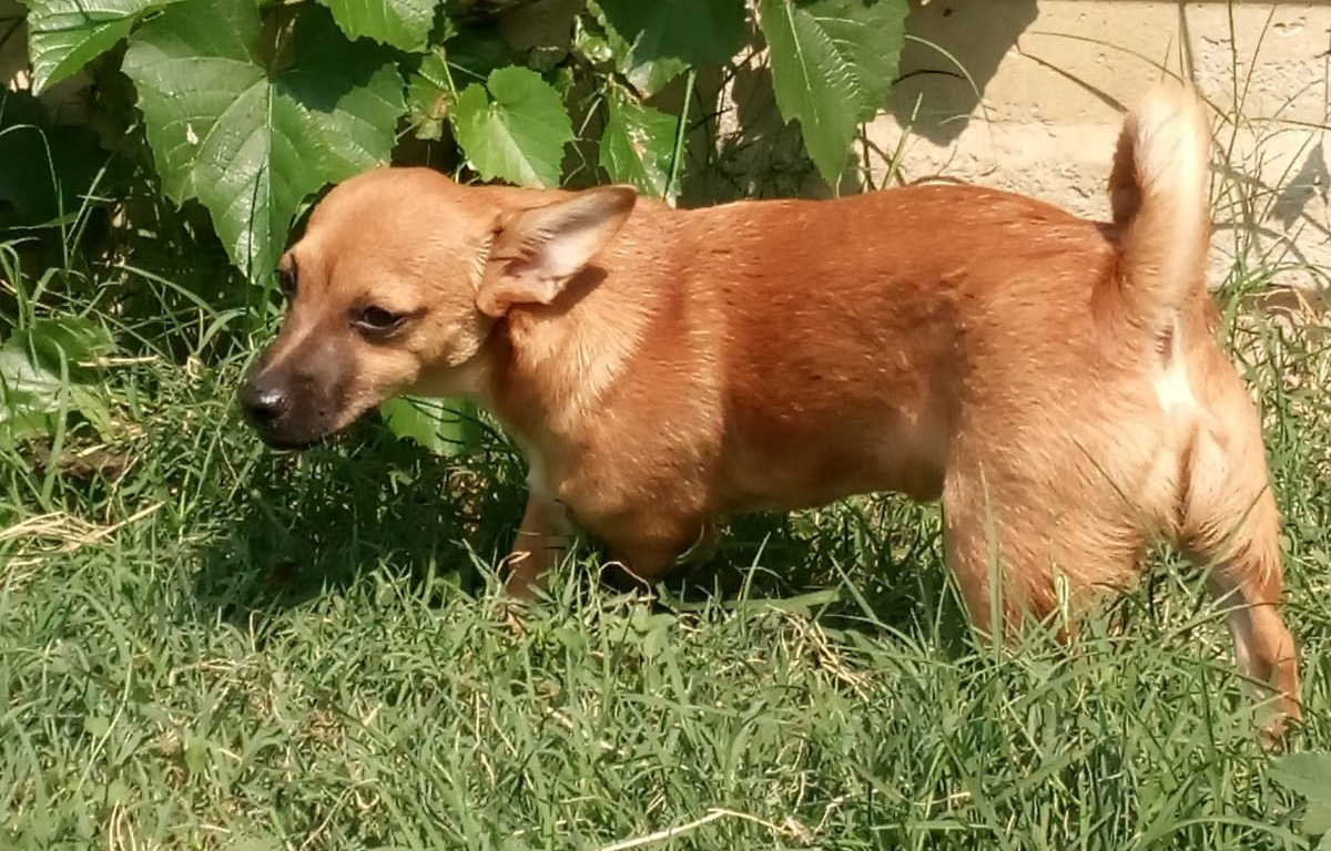 Il proprietario è violento: l'estremo salvataggio del cane Gaetano