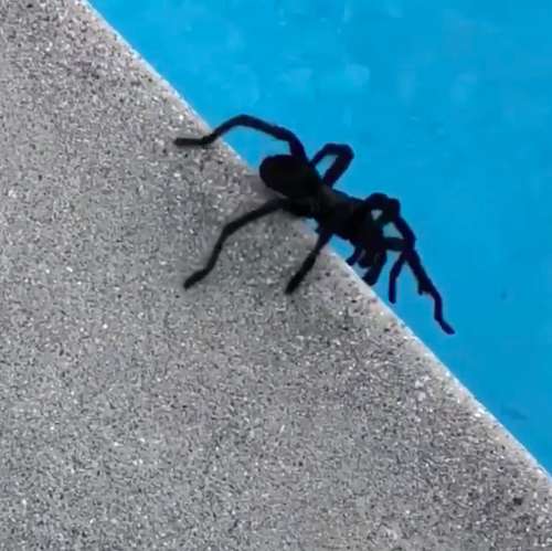 Vede un ragno gigante in piscina: la reazione della star del cinema è incredibile [VIDEO]