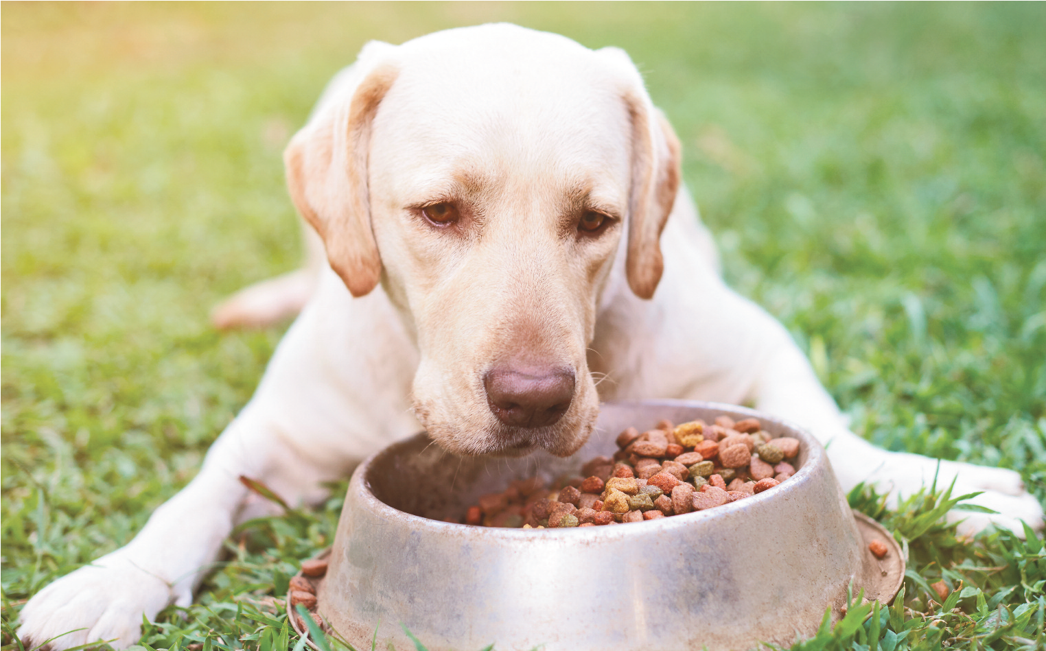 Cani e alimentazione: cosa è fondamentale e cosa è vietato