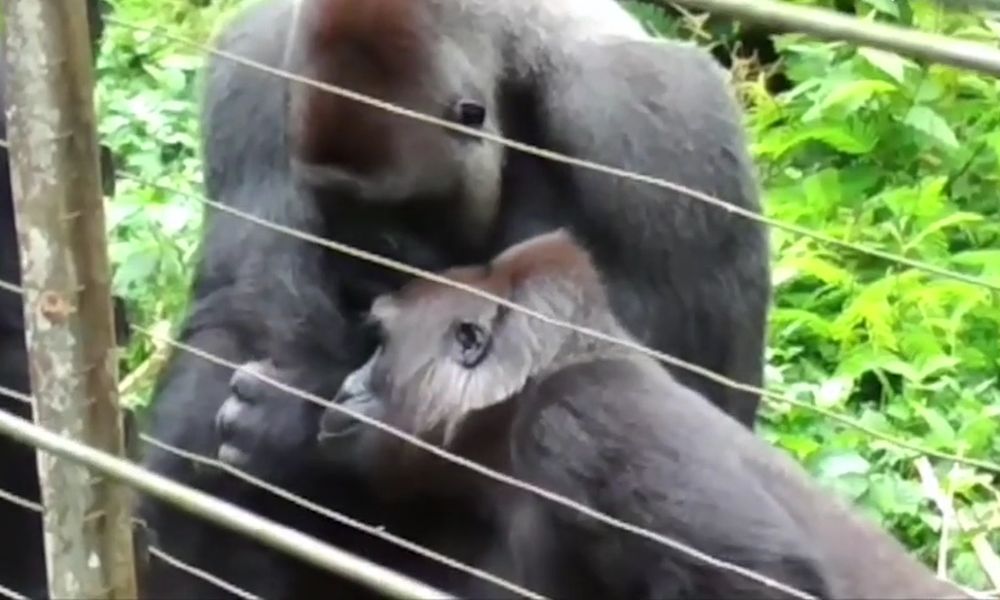 Gorilla fa da mamma ad un inaspettato animale selvatico [VIDEO]