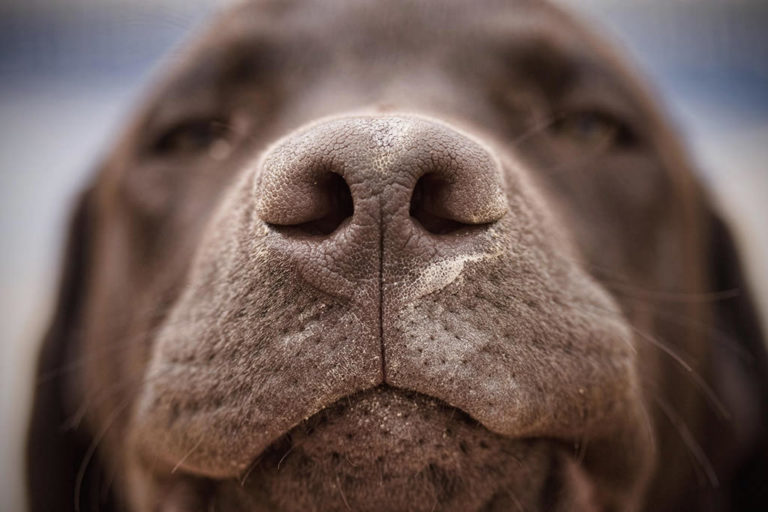 Cani: perché si grattano il naso? Il motivo potrebbe riguardare la loro salute