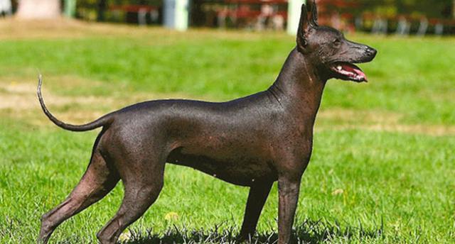 Le 5 razze canine più rare in tutto il mondo
