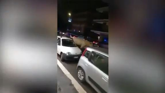 Avvistato un toro per le strade di Roma: terrorizza i passanti e blocca il traffico [VIDEO]