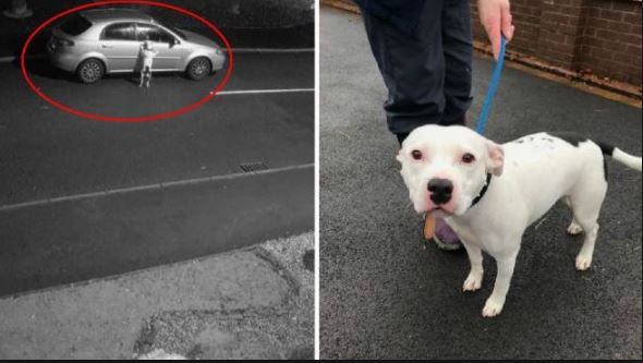 Il cane rincorre l’auto del proprietario che lo ha abbandonato: le immagini strazianti [VIDEO]