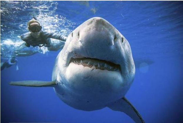Avvistato lo squalo più grande del mondo: è pericoloso? Le immagini inedite [VIDEO]