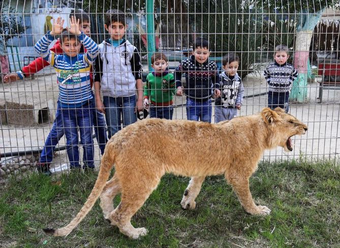 All’interno di uno zoo strappano gli artigli ad una leonessa: il motivo è sconvolgente [FOTO]