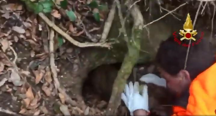 Rumori sospetti da una tana abbandonata: all’interno una scoperta incredibile [VIDEO]
