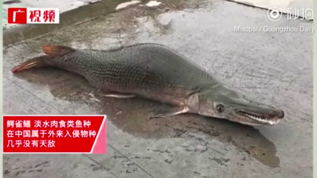 Mezzo alligatore e mezzo pesce: la strana creatura che sta terrorizzando la Cina [VIDEO]