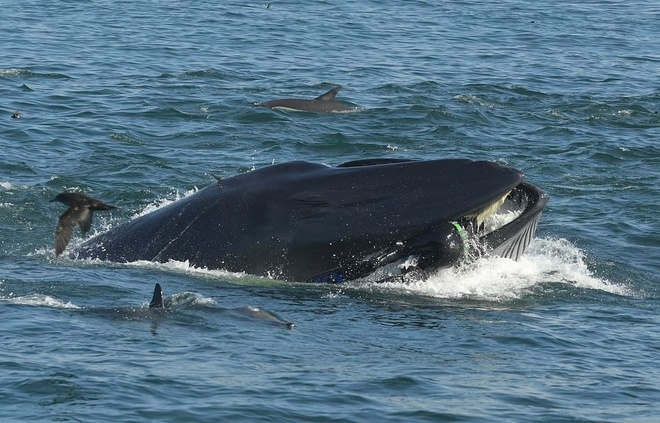 Sub ingoiato e poi “risputato” da una balena: le immagini incredibili [FOTO]