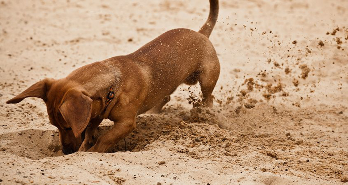 Un cane scava una buca profonda un metro e mezzo: sotto la terra trova qualcosa di sconvolgente [FOTO]