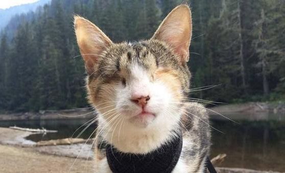 Stella, la gattina cieca in giro per il mondo: ecco la storia che ha commosso il web