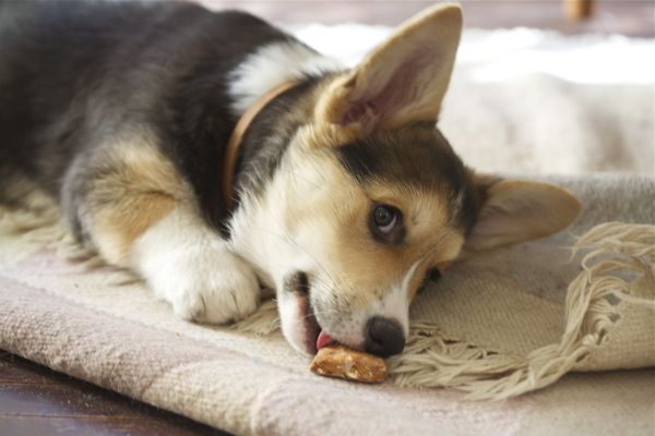 Regala un biscotto a tutti i cani del quartiere: quello che succede dopo è commovente [FOTO]