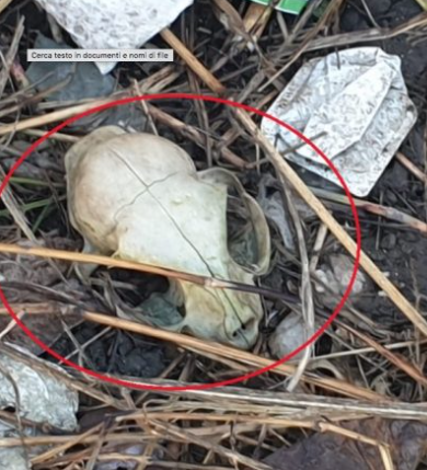 Macabra scoperta, trovati i resti di un cranio: alieno o cane?