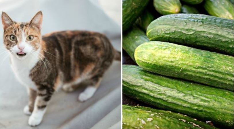 Perché i gatti hanno paura dei cetrioli? Credono di vedere…