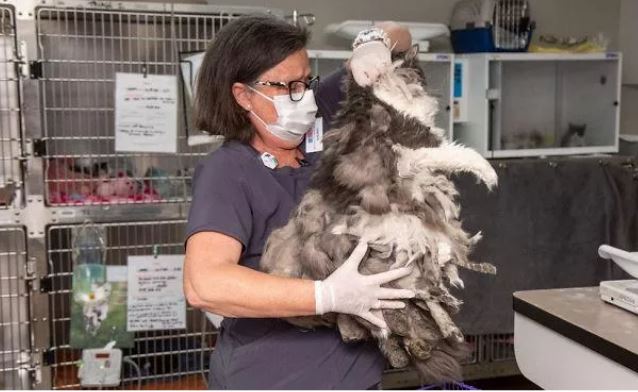 Misteriosa creatura coperta da un Kg di pelo: i veterinari scoprono che è un… [FOTO]