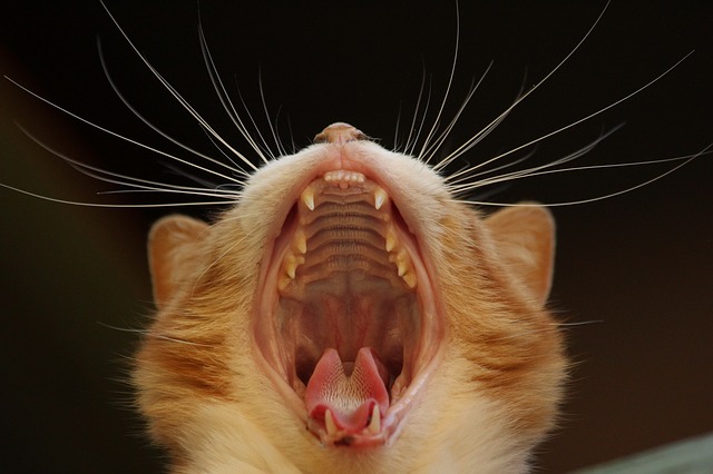 Come lavare i denti al gatto? Attenzione: se quando mangia perde il…