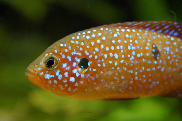 Il mistero dei pesci fluorescenti: quello che succede al loro corpo è pazzesco