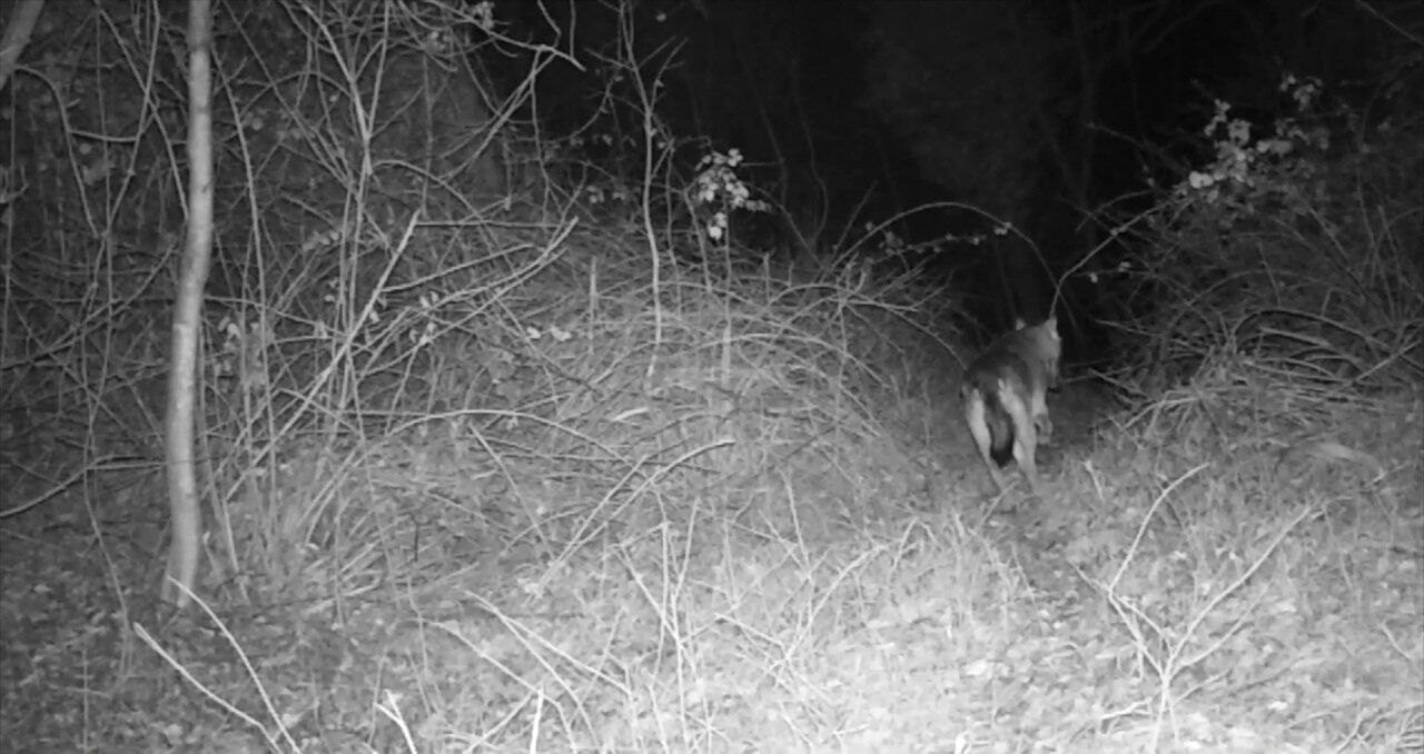 Foto-trappola per lupi filma qualcosa di impressionante: dal buio due occhi…