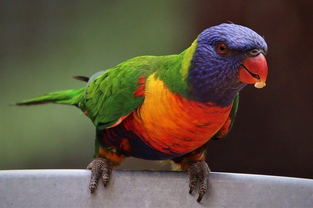 Perché i pappagalli parlano? Non hanno le corde vocali ma…