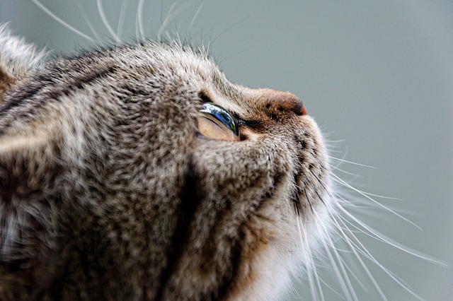 Gatto con due teste, due bocche e tre occhi: “è agghiacciante” [FOTO]
