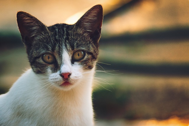Le 8 curiosità più strane sulle orecchie dei gatti: non servono solo a sentire