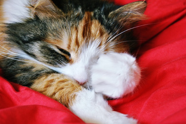 Perché i gatti dormono con un occhio aperto? Hanno paura di…