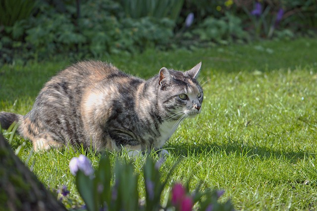 Monta una telecamera nascosta: scopre che il suo gatto nascondeva in giardino tante…