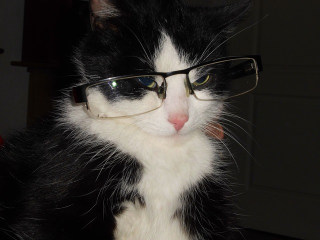 Il mistero del gatto che ogni giorno porta a casa un paio di occhiali diversi