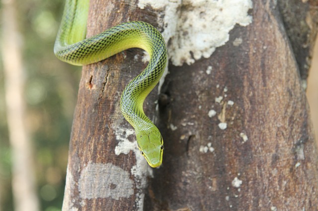 Avvistati serpenti volanti: si lanciano dagli alberi e poi…