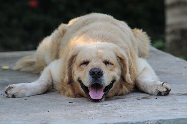Perché il cane dorme con la lingua di fuori? Se ansima può essere grave