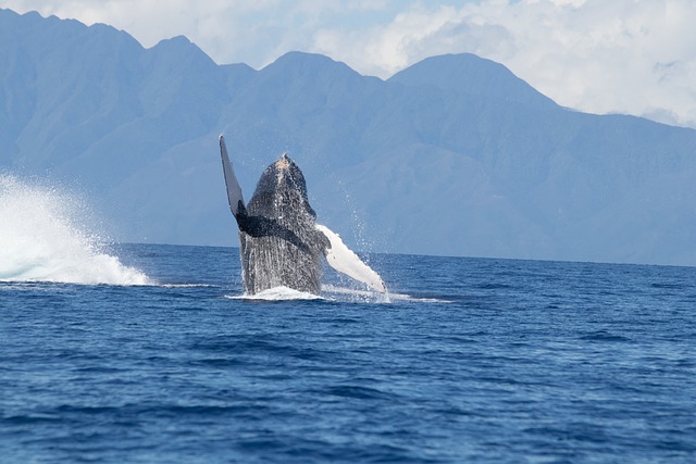 Balena enorme di 23 metri si arena sulla spiaggia: terrore dei presenti [FOTO]