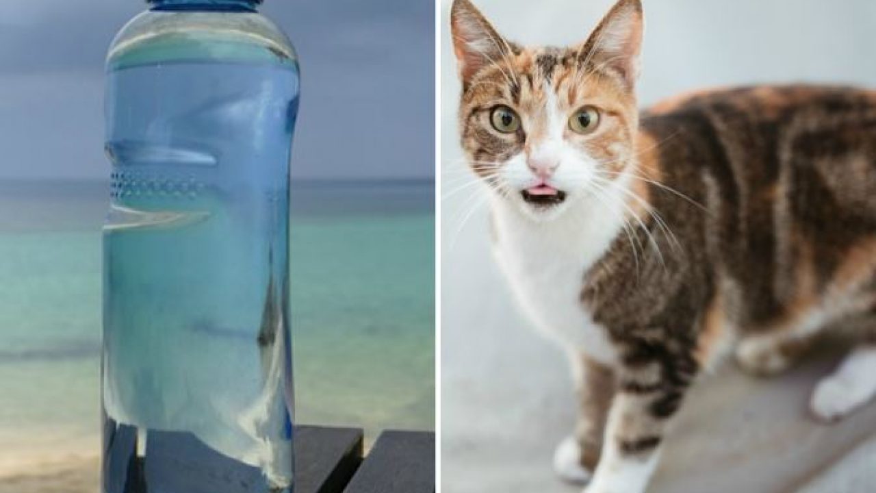 È vero che i gatti hanno paura delle bottiglie d'acqua?