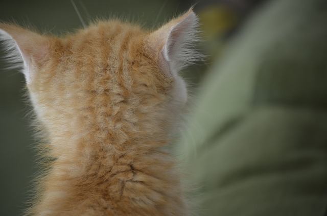 Questo gatto ha due teste, due bocche e tre occhi: “terrificante, ma come è possibile” [FOTO]